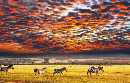 Serengeti