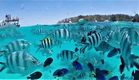 Snorkel entre peces tropicales y tortugas marinas en Mnemba