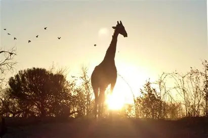 Safari al amanecer