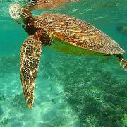 Turtle Sanctuary en Nungwi